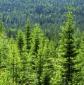 Le groupe suédois SCA est le plus grand propriétaire forestier privé d'Europe.